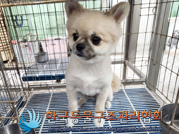 한국동물구조관리협회_411312202300407